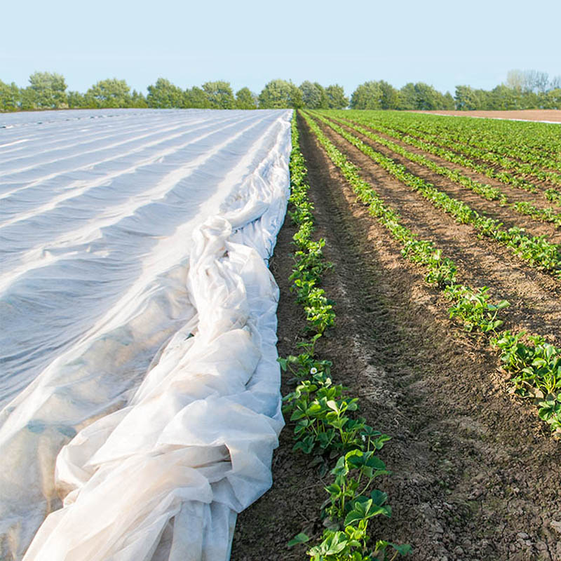 Țesături nețesute agricole agricole ultra-la nivel mondial