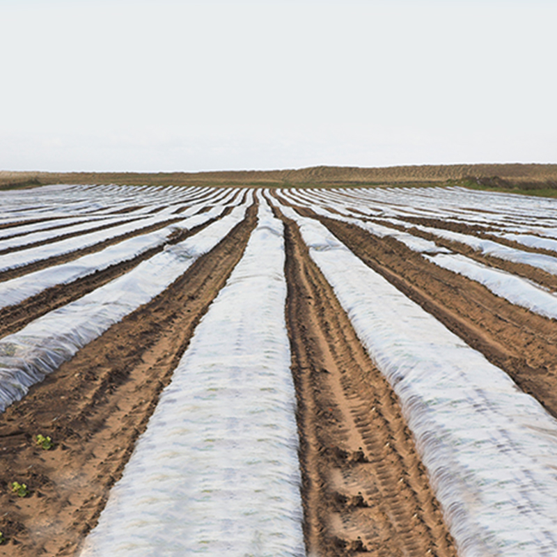 Țesături nețesute agricole agricole ultra-la nivel mondial